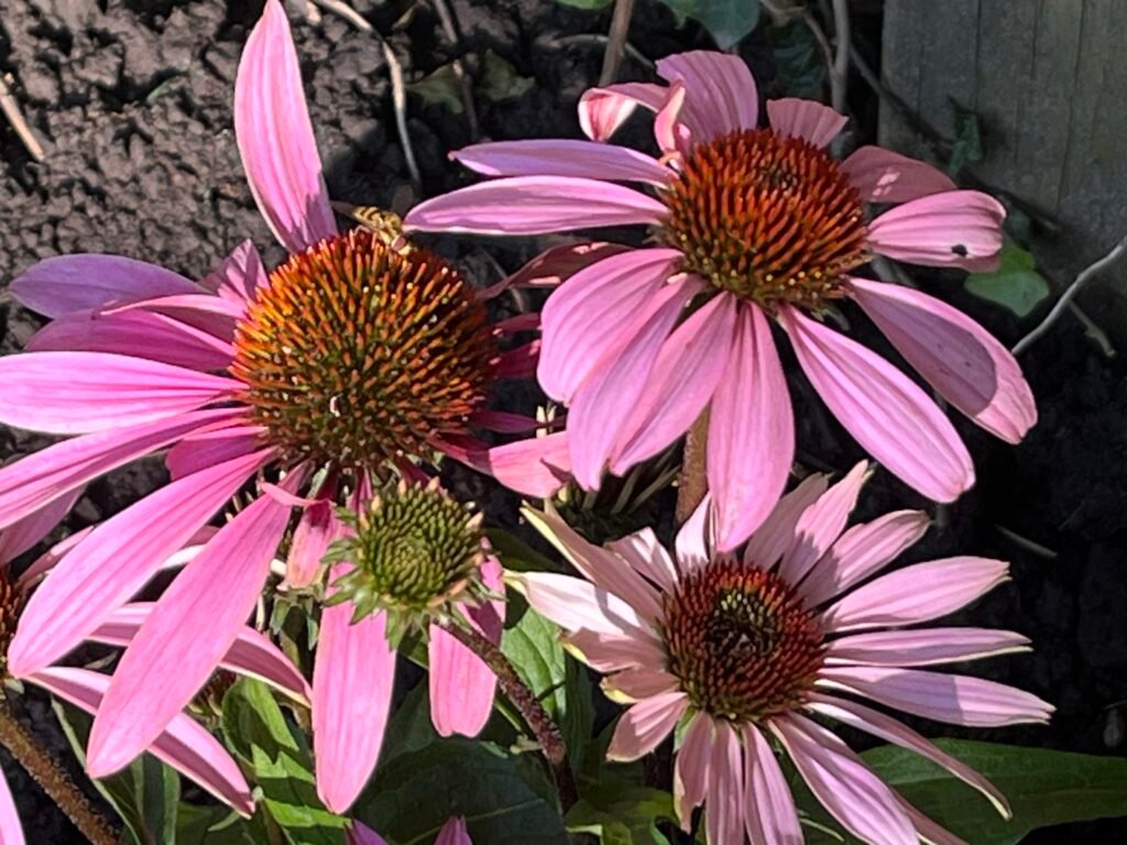 Purpurner Sonnenhut - die Heilpflanze im Oktober