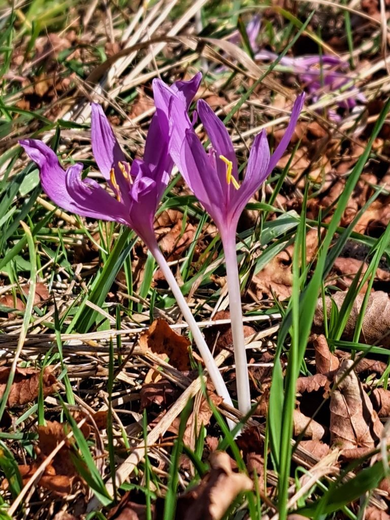 Herbstzeitlose- Heilpflanze im November