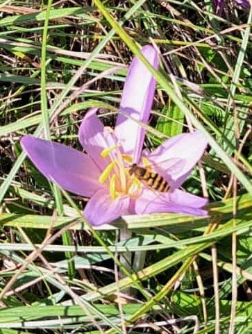 Herbstzeitlose- Heilpflanze im November