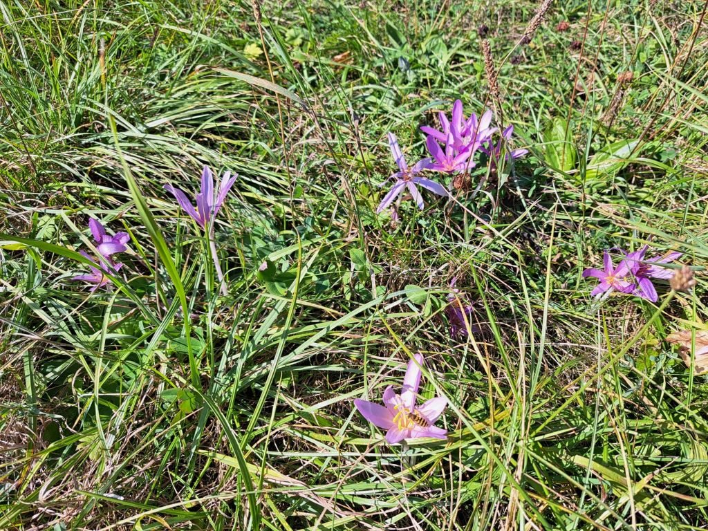 Herbstzeitlose- Heilpflanze im November