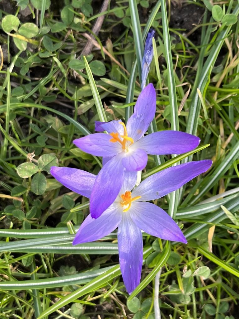 Herbstzeitlose- Heilpflanze im November
