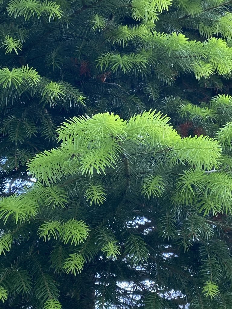 Die Weisstanne-Heilpflanze im Dezember