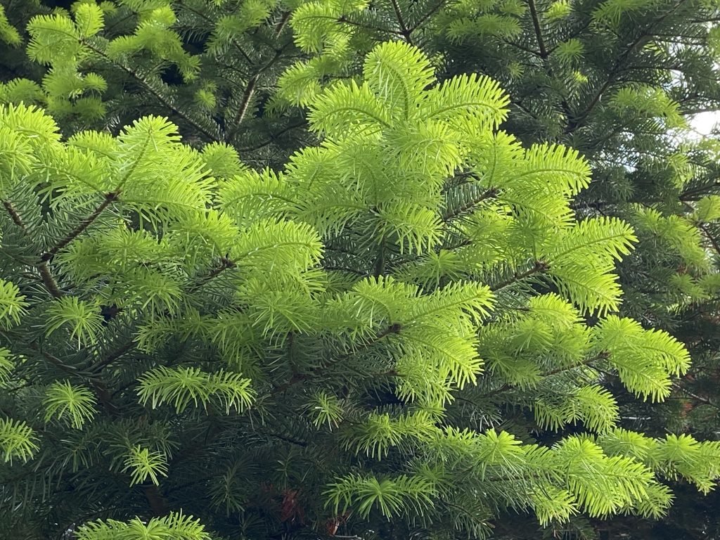 Die Weisstanne-Heilpflanze im Dezember