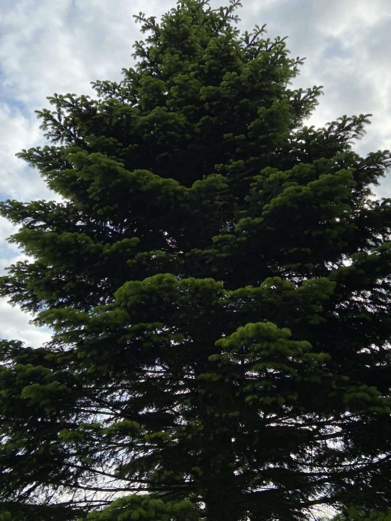 Die Weisstanne-Heilpflanze im Dezember
