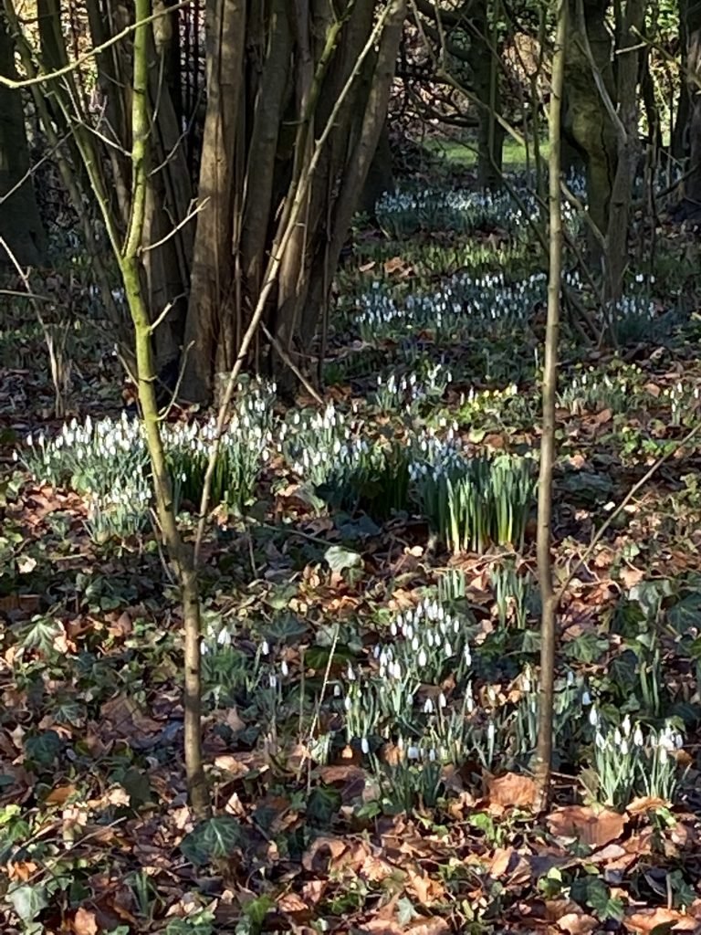 Das Schneeglöckchen - Heilpflanze im Januar