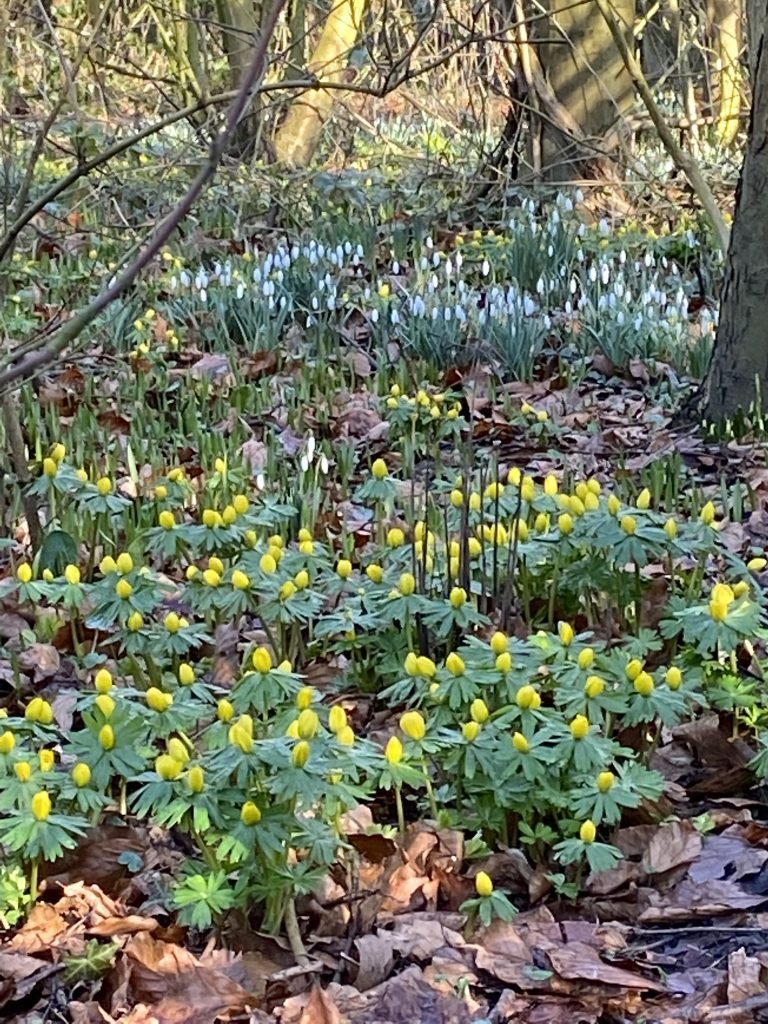Das Schneeglöckchen - Heilpflanze im Januar
