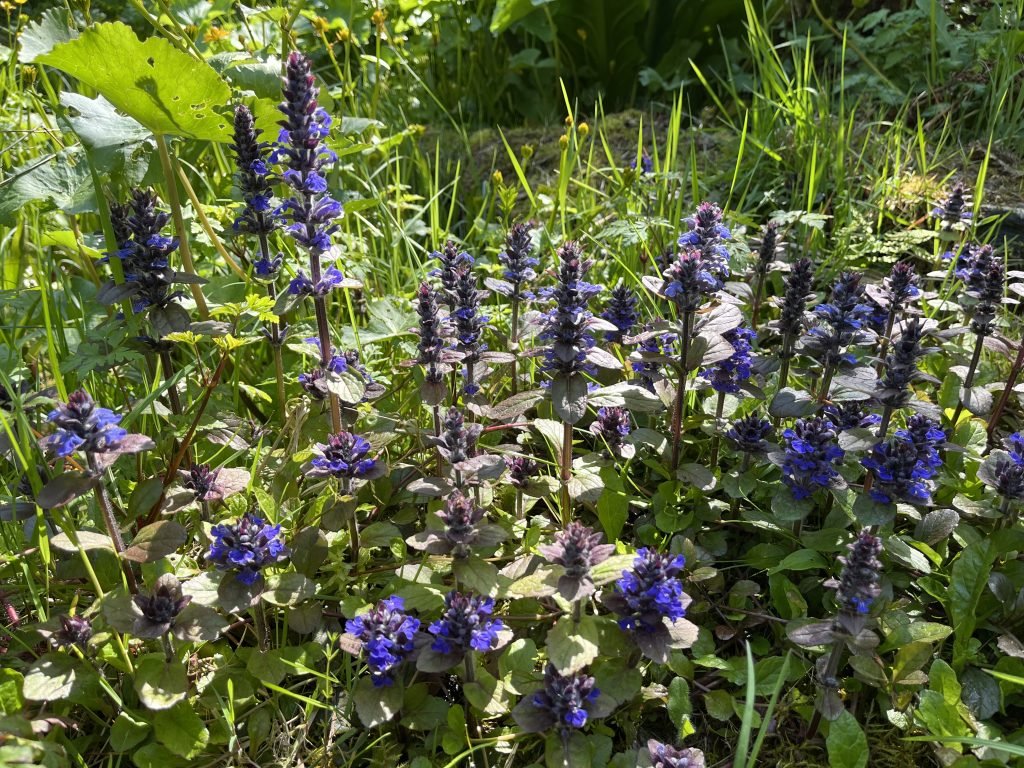 Kriechender Günsel - die Heilpflanze im April