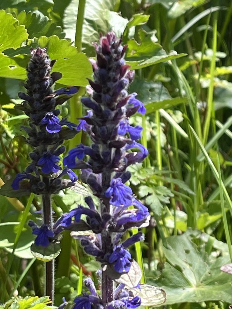 Kriechender Günsel - die Heilpflanze im April