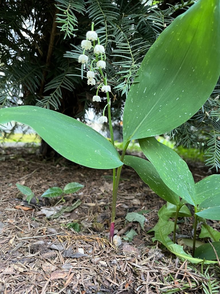 Das Maiglöckchen - Heilpflanze im Mai