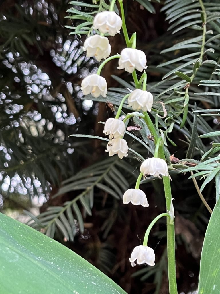 Das Maiglöckchen - Heilpflanze im Mai