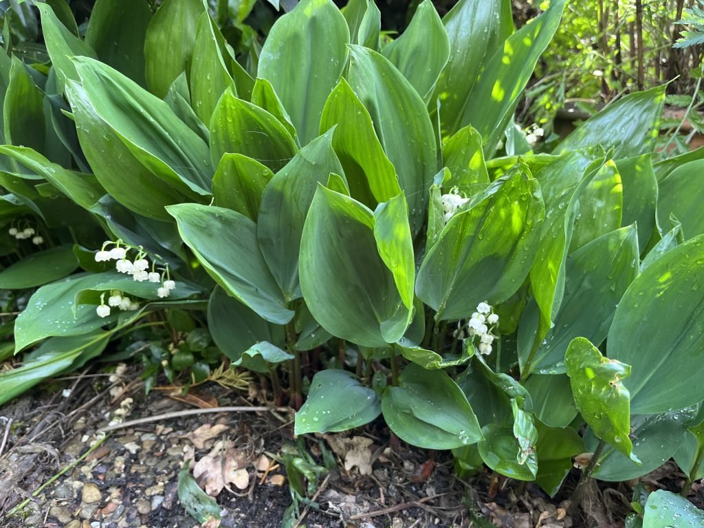 Das Maiglöckchen - Heilpflanze im Mai