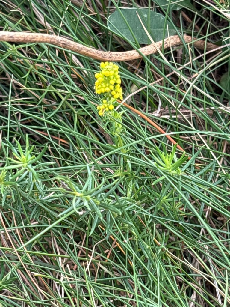 Das echte Labkraut - Heilpflanze im September