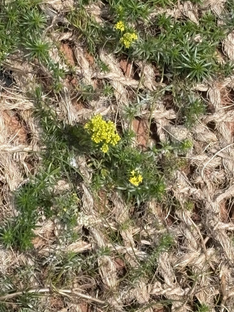 Das echte Labkraut - Heilpflanze im September