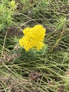 Das echte Labkraut - Heilpflanze im September