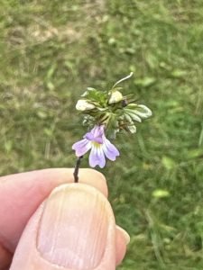 Augentrost -  die Heilpflanze im Oktober