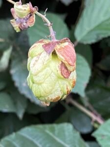 Der Hopfen - Heilpflanze im Dezember