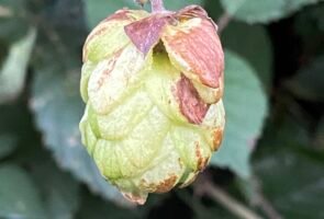Der Hopfen – Heilpflanze im Dezember