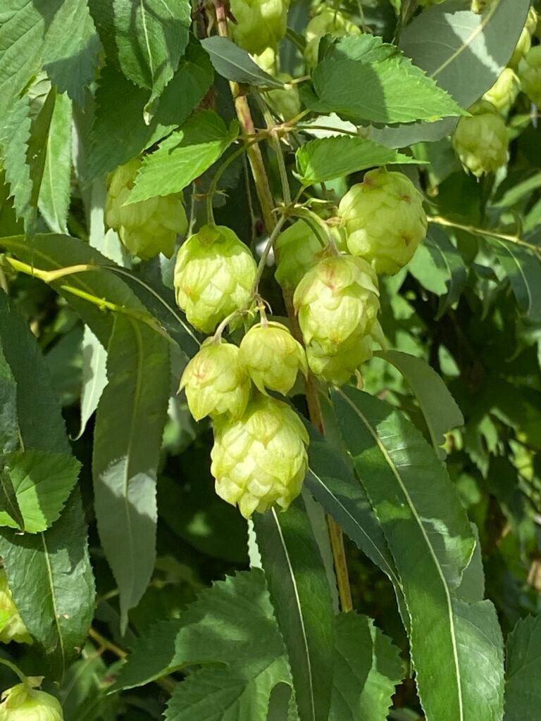 Der Hopfen - Heilpflanze im Dezember