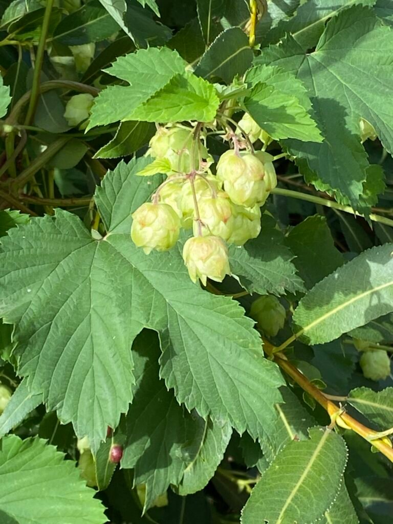 Der Hopfen - Heilpflanze im Dezember