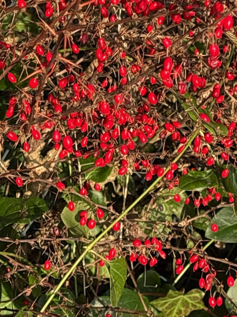 Die Berberitze - Heilpflanze im Januar