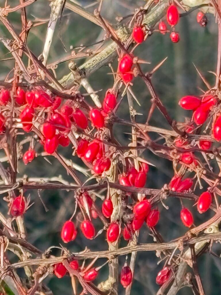 Die Berberitze - Heilpflanze im Januar