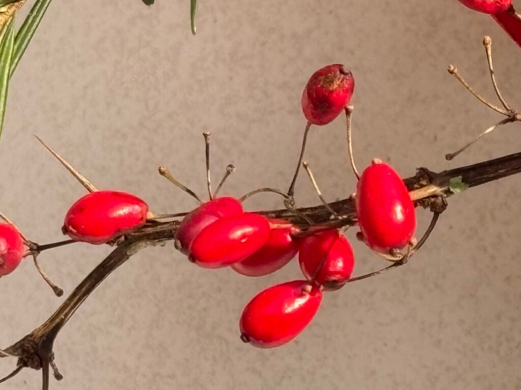 Die Berberitze - Heilpflanze im Januar