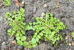 Das Behaarte Schaumkraut – die Heilpflanze im März