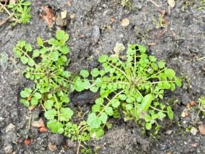 Das Behaarte Schaumkraut - die Heilpflanze im März Das Behaarte Schaumkraut - die Heilpflanze im März