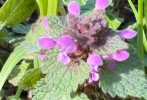 Die Purpurrote Taubnessel – die Heilpflanze im April