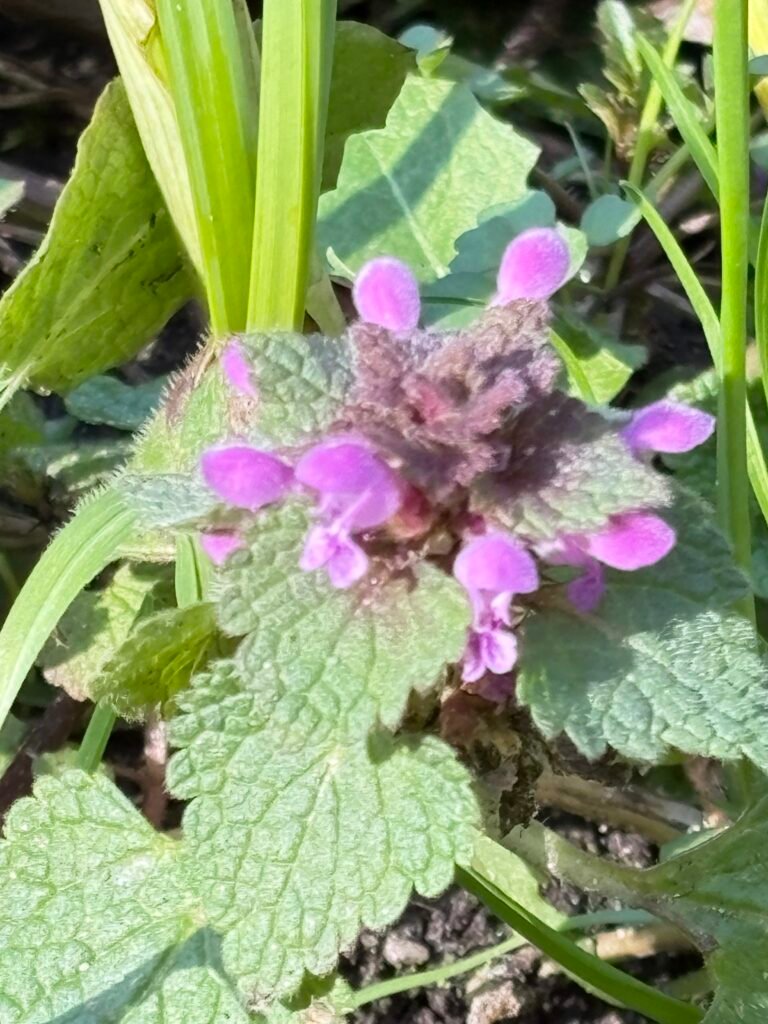 Die Purpurrote Taubnessel - die Heilpflanze im April