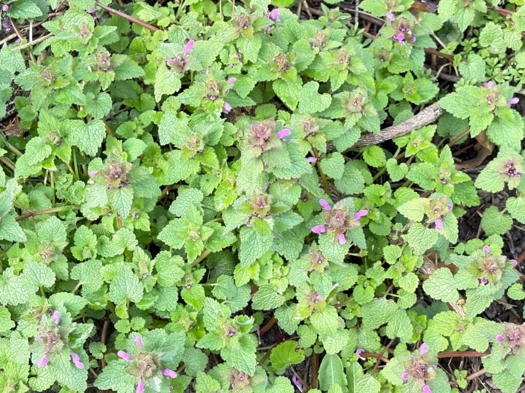 Die Purpurrote Taubnessel - die Heilpflanze im April