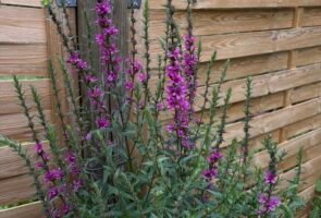 Der Blutweiderich – Heilpflanze im August
