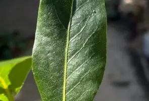 Der Lorbeerbaum – Heilpflanze im Oktober